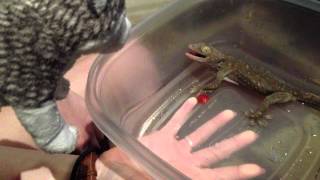 Tokay gecko - Barks and Lunges to attacks a Wolf!