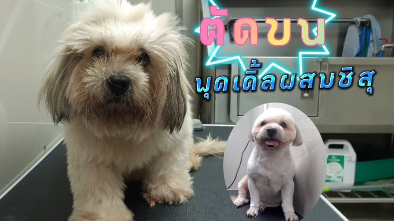 Picture of How to Groom a Standard Poodle - American Kennel Club