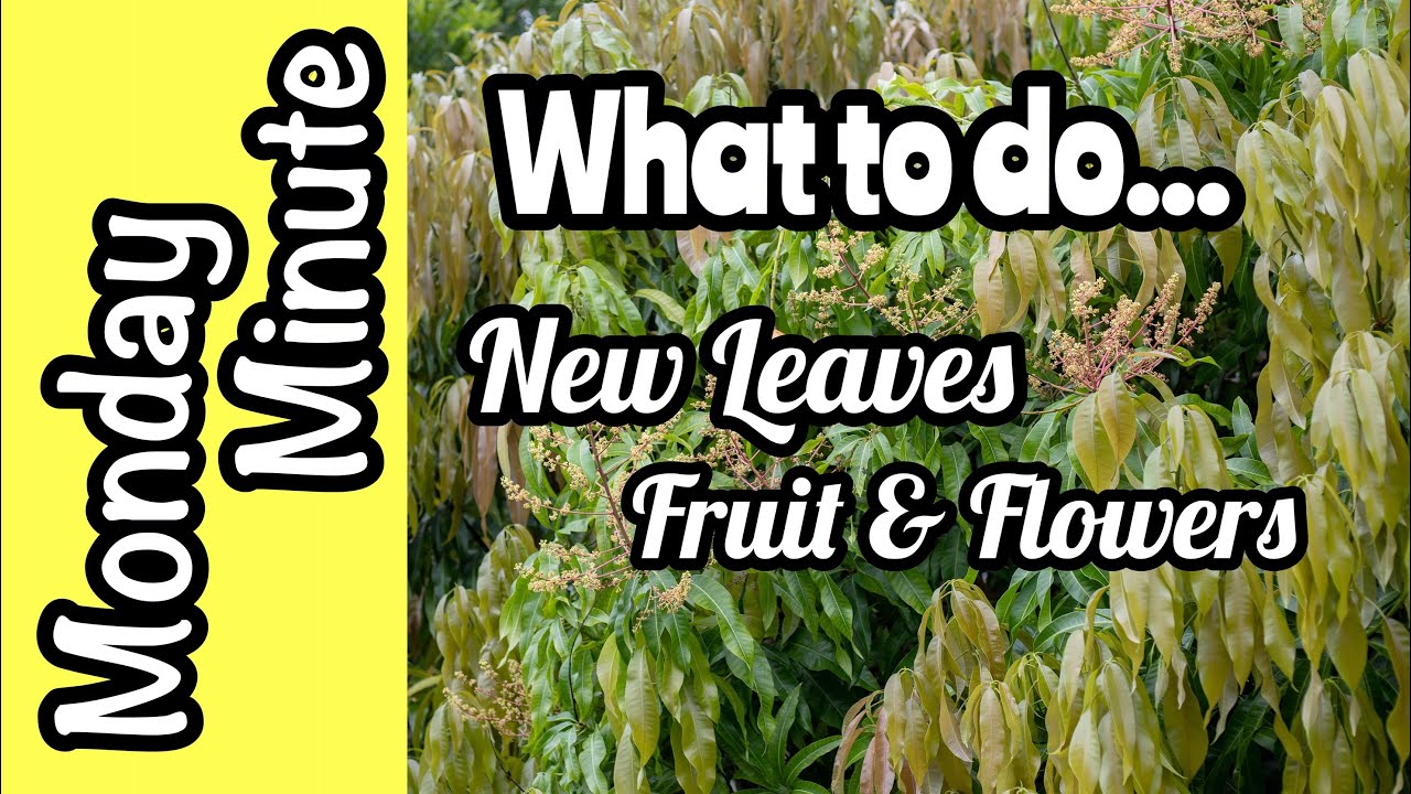 Monday Minute- Flowers + Fruit + New Leaves on 1 Mango Tree!