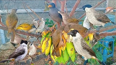 Birds in the aviary fight over bananas for food !