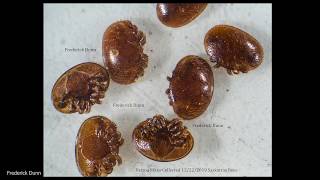 Honey Bees Dead On Landing Boards Saskatraz vs BeeWeaver, Varroa Update, Cleansing Flights