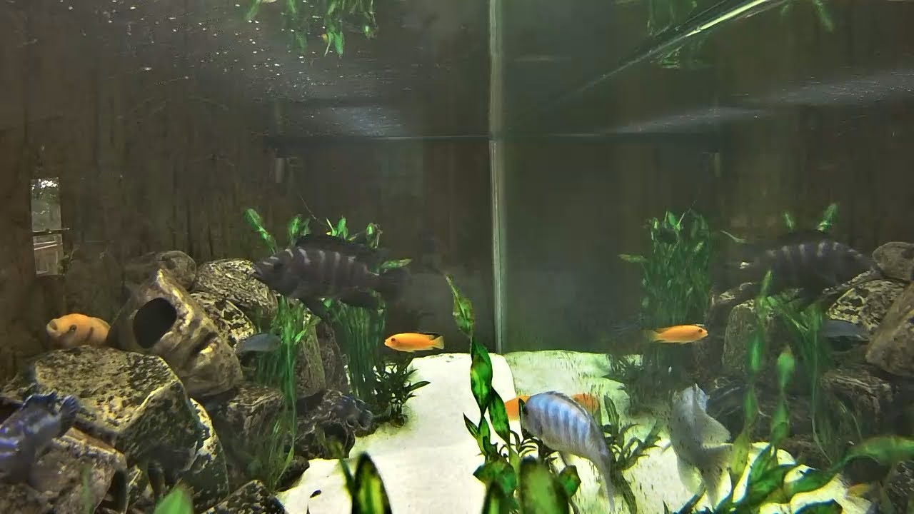 Live Aquarium | Cichlid Cam