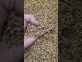 Soldier Fly Larvae Are Ready To Ship 