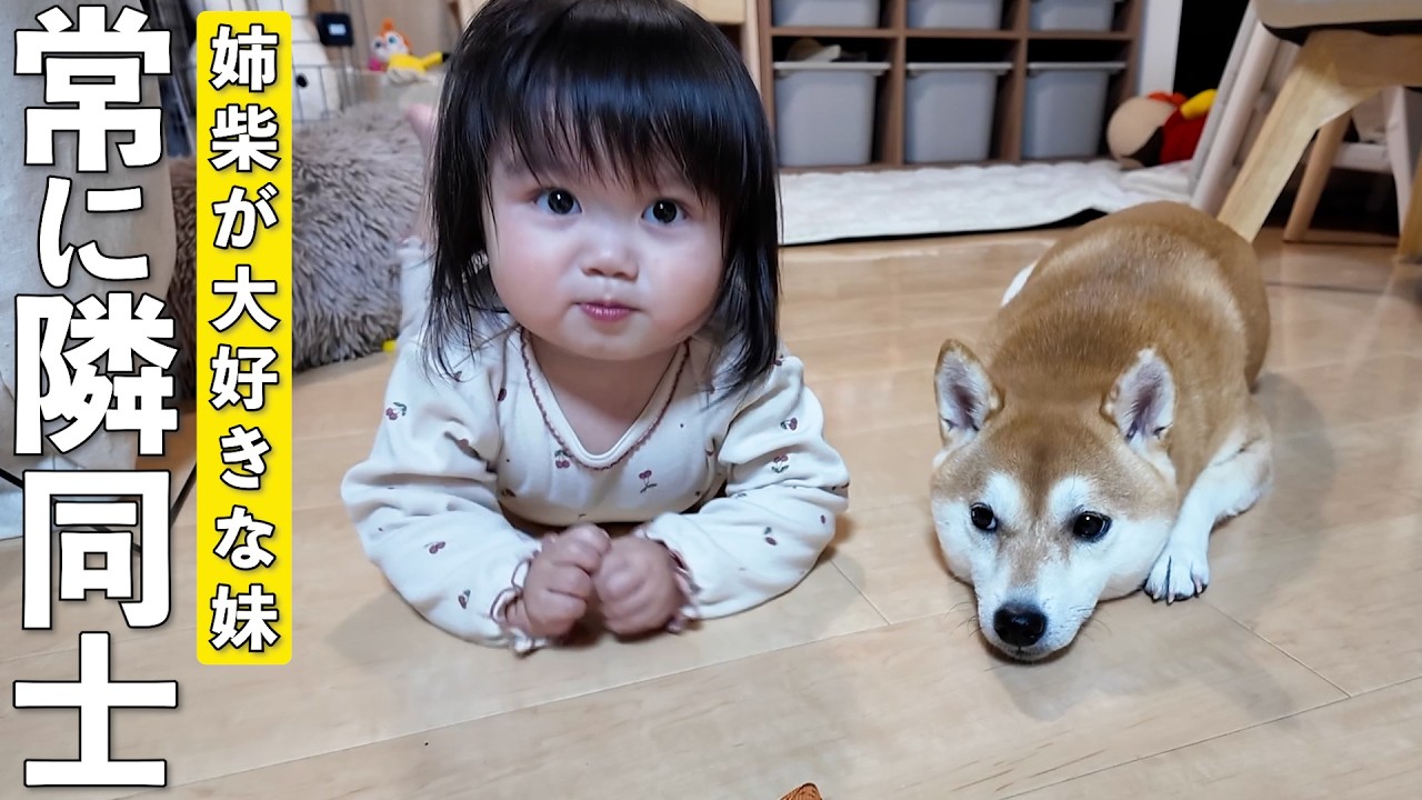 大好きな柴犬の傍を離れたくない2歳児が可愛すぎました笑