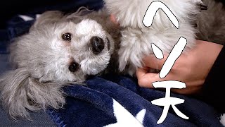 🐶ヘソ天してわしゃわしゃされる犬【トイプードルのグリィ】【dog】【toy poodle】
