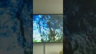 Walking with beasts thylacosmilus chasing macrauchenia and fighting Each other in intro