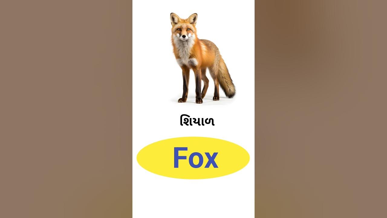 Fox Meaning In Gujarati English Gujarati Dictionary YouTube fox-meaning-in-gujarati-english-gujarati-dictionary-youtube