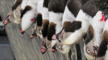 WDH Guide Service and a UFO layout boat. AWESOME HUNTING FOR LONGTAIL DUCKS.