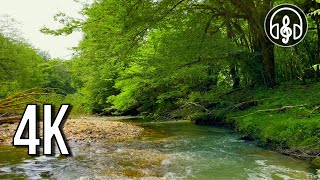 A gentle mountain river with birdsong and insect sounds. High quality.