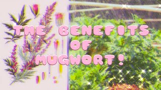 The Benefits of Mugwort Subliminal! Artemisia vulgaris.