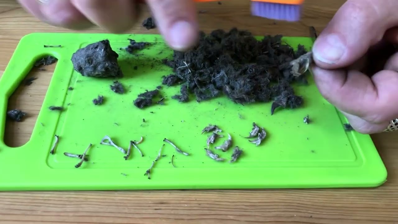 Braakbalpluizen, hoe doe je dat?