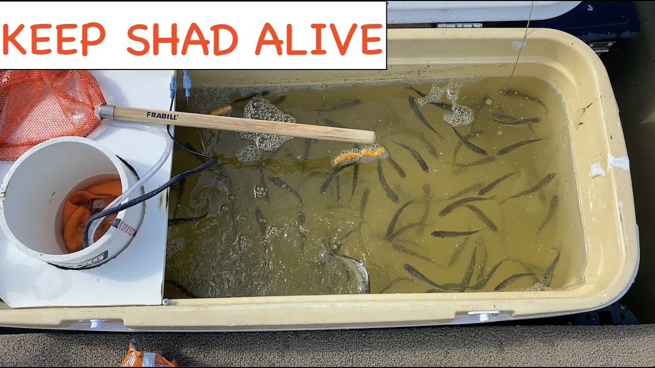 DIY Filtered, Aerated, and Circulated, Shad Bait Tank Build: keep