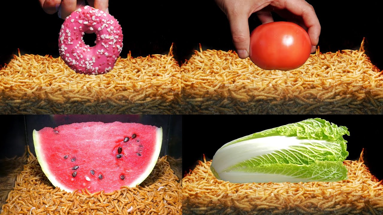 Time Lapse 10 000 Mealworms vs Top 6 Foods YouTube