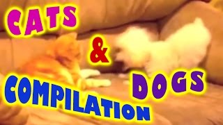 Cats and dogs compilation  funny videos