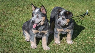 Aussie Cattle Dogs: Racing to VictoryAre They the Best Bikejoring Dogs?