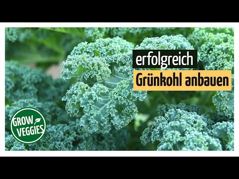 Video: Grünkohl: Dekoration Für Ihren Garten