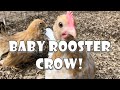 Baby Rooster S First Crow Baby Rooster S First Crow