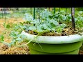 Growing Watermelons In Pots- Maintenance-Training Vines Up Vertical Trellis, Mulch, Fertilize, Water