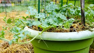 Growing Watermelons In Pots- Maintenance-Training Vines Up Vertical Trellis, Mulch, Fertilize, Water