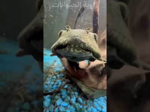 السمكه الزومبي البليكو