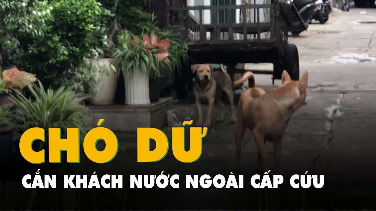 Chó cắn du khách nước ngoài đi cấp cứu