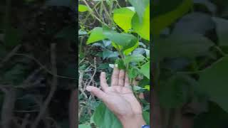 ബീൻസ് പൂവിട്ട് തുടങ്ങി / Beans / veg garden