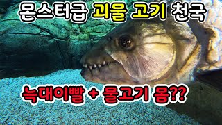 Meet the Paradise of rare & giant river monster fish (River Safari, Singapore)