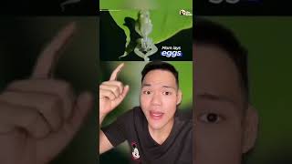 Download Lagu Perubahan kodok dari kecebong sampai dewasa ‼️😱 #Shorts #YouTubeShorts MP3 Download Lagu Perubahan kodok dari kecebong sampai dewasa ‼️😱 #Shorts #YouTubeShorts MP3