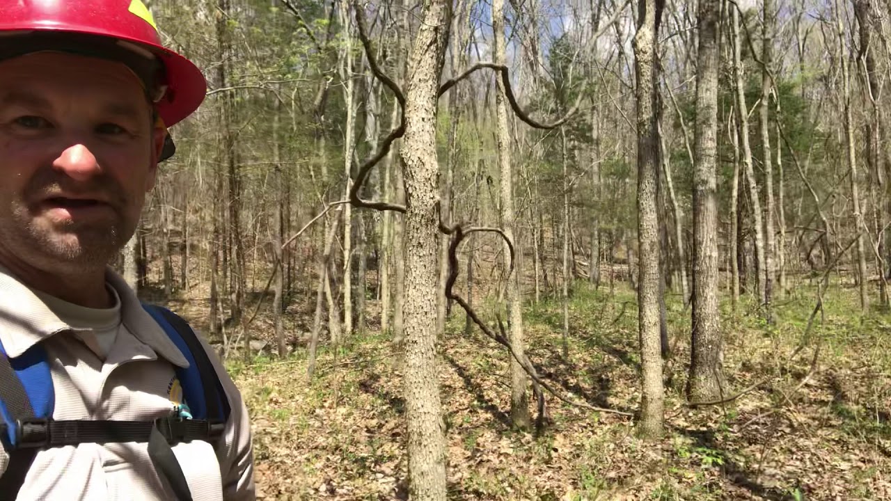 A few early spring wildflowers
