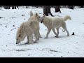 Wolves mating season dominance struggle 🐺Волки борьба за доминирование в брачный сезон 