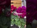 【シクラメン】たまたま行ったスーパーで格安シクラメンを発見🌸#シクラメン#紫#ガーデニング #happy