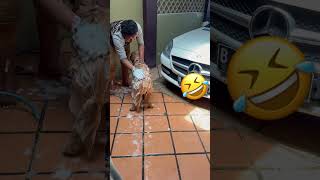 Grooming time yippee 🥳 #goldenretriever #dog #shortvideo #puppy #dogshorts