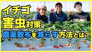 【農家】いちご農園の農薬散布を減らす害虫ハダニ駆除方法【高濃度炭酸ガスのアグリクリーナー】