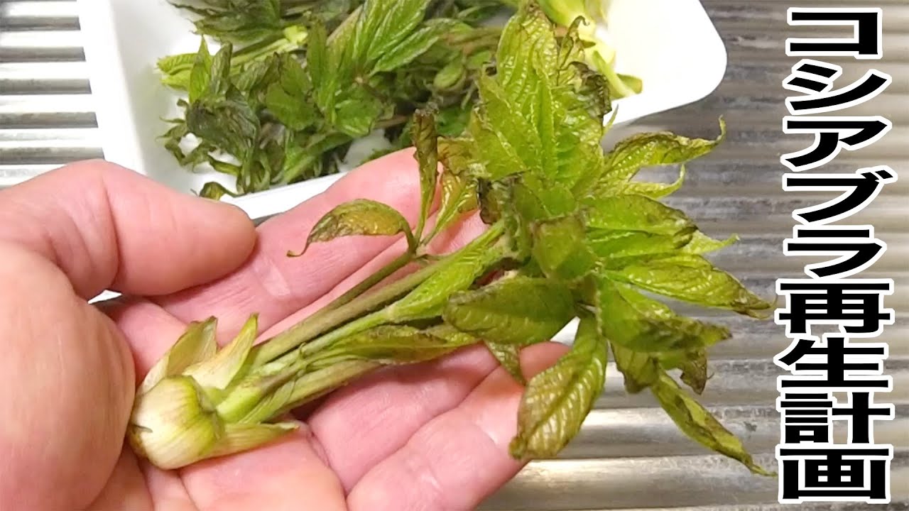 【健啖隊の園芸】コシアブラ再生計画［山菜の女王はお風呂嫌い…か？］