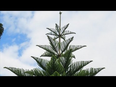 Video: Araucaria (54 Fotoattēli): Aprūpe Mājās, Araucaria Heterophylla Un Čīles, Raibās Un Bidvilla Veidu Apraksts