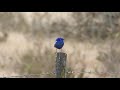 Terrifying call of the monstrous whitewinged fairywren