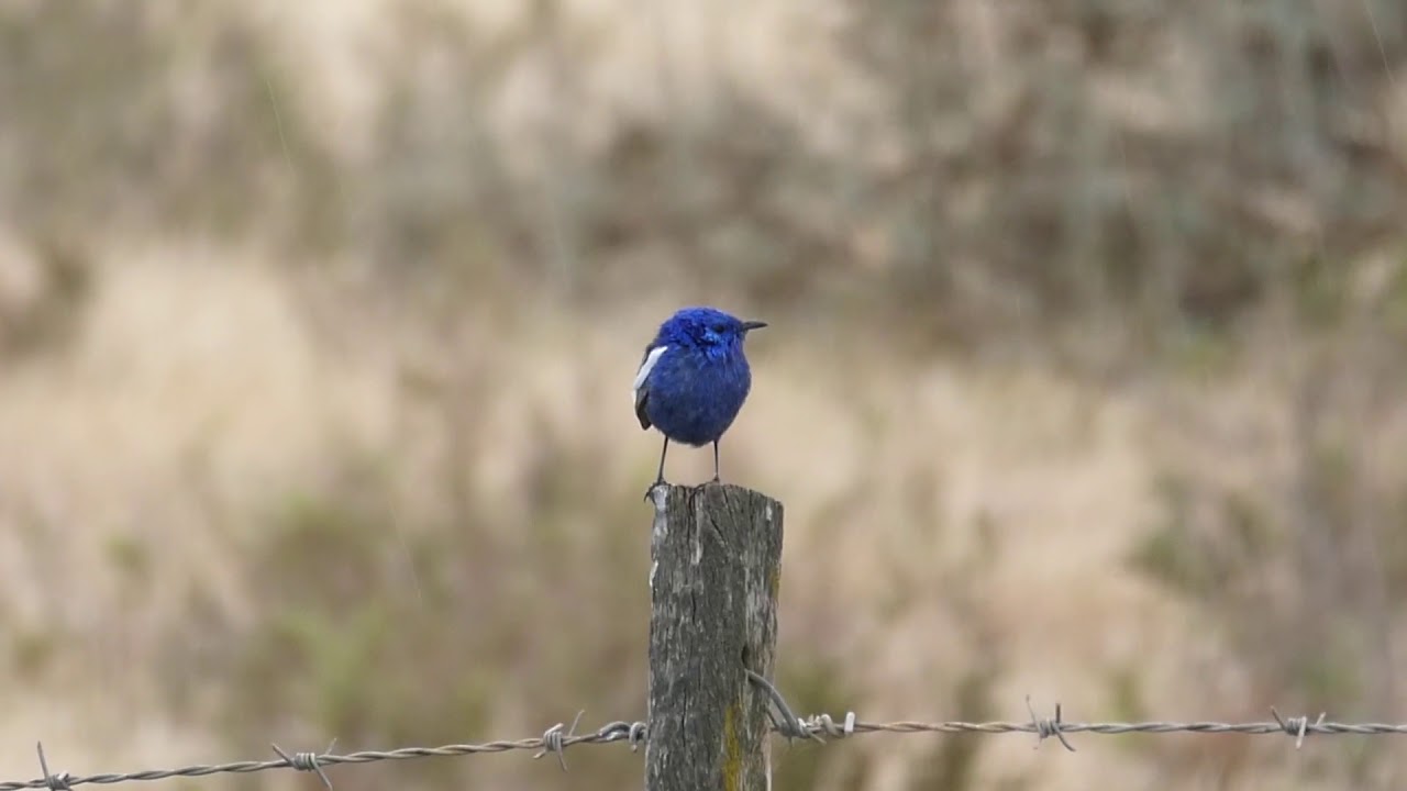 Terrifying call of the monstrous white-winged fairywren 