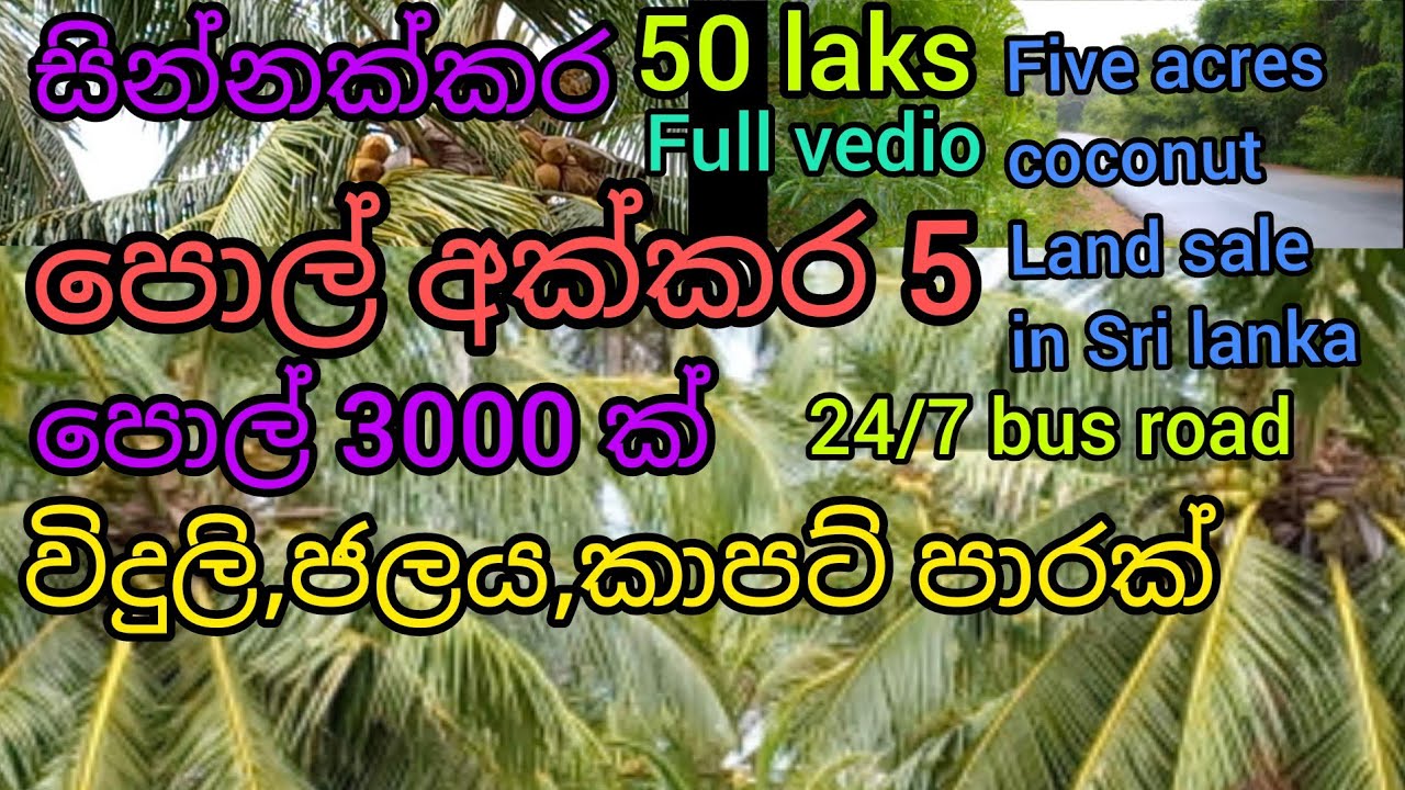 land for sale in sri lanka pol idam coconut estates *economical money investments
