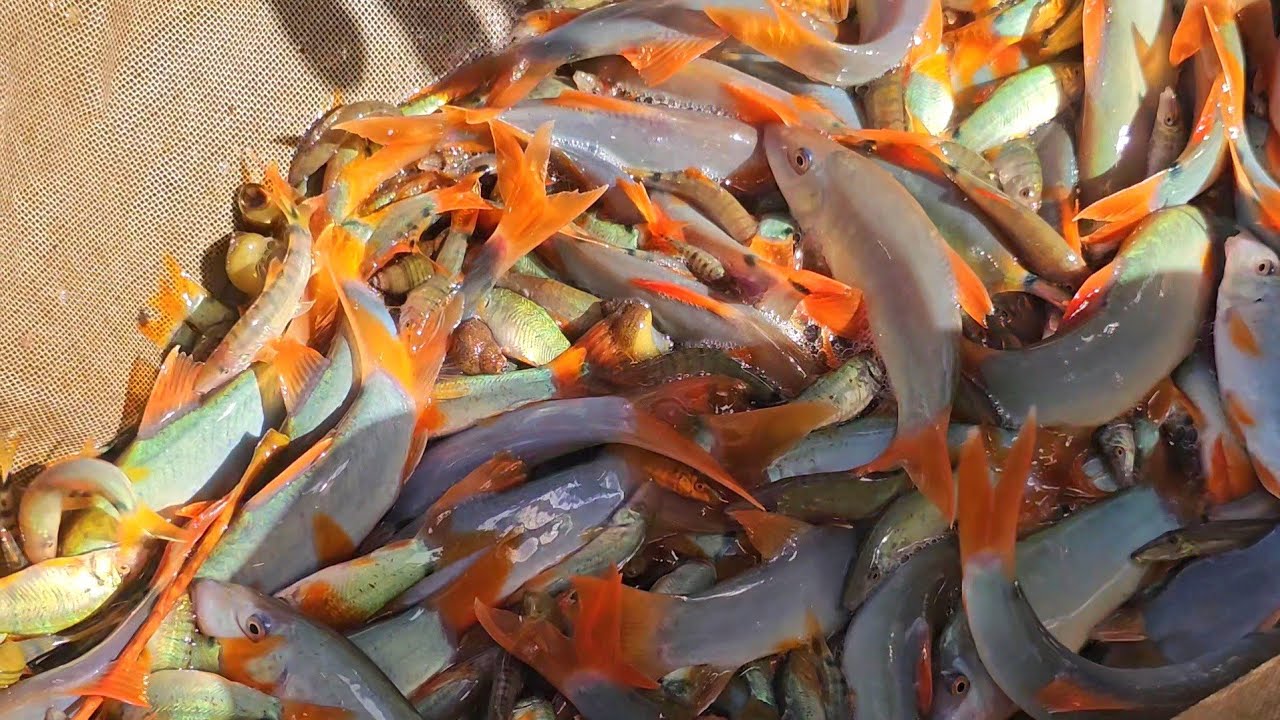 เลี้ยงปลาเนื้ออ่อนปลาธรรมชาติปลาแม่น้ำโขง!!ลูกปลาพันธุ์ปลาเศรษฐกิจที่กำลังมาแรง