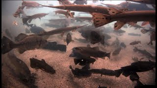 Recorded Fish Cam from the State Fair