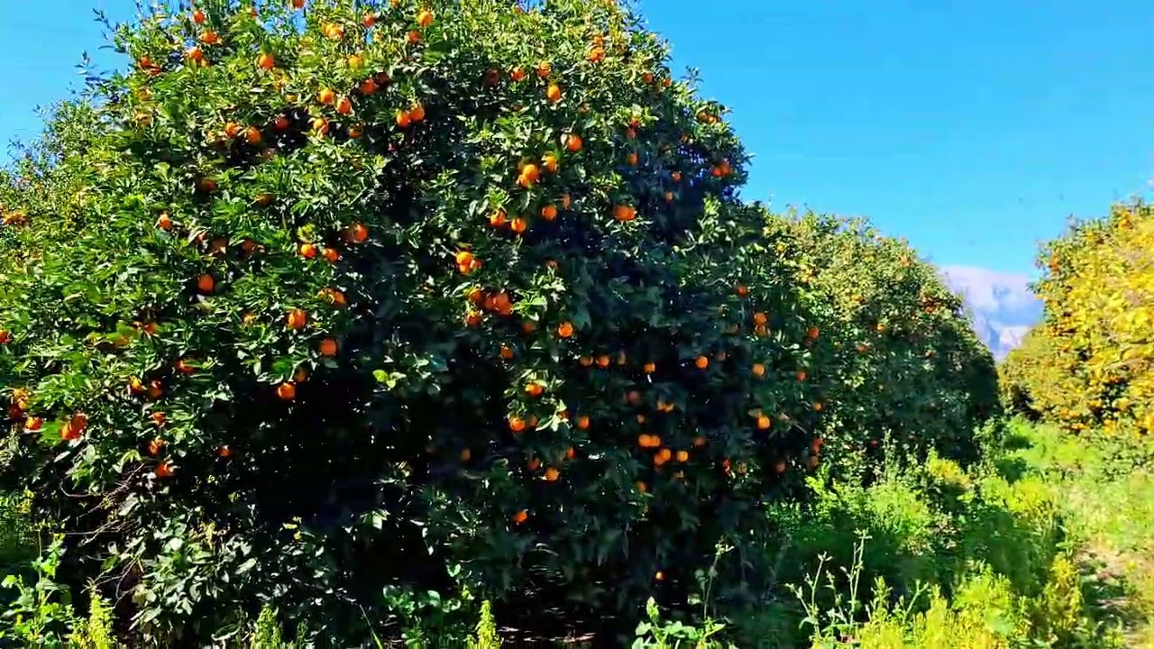 Portakal Bahçesinden