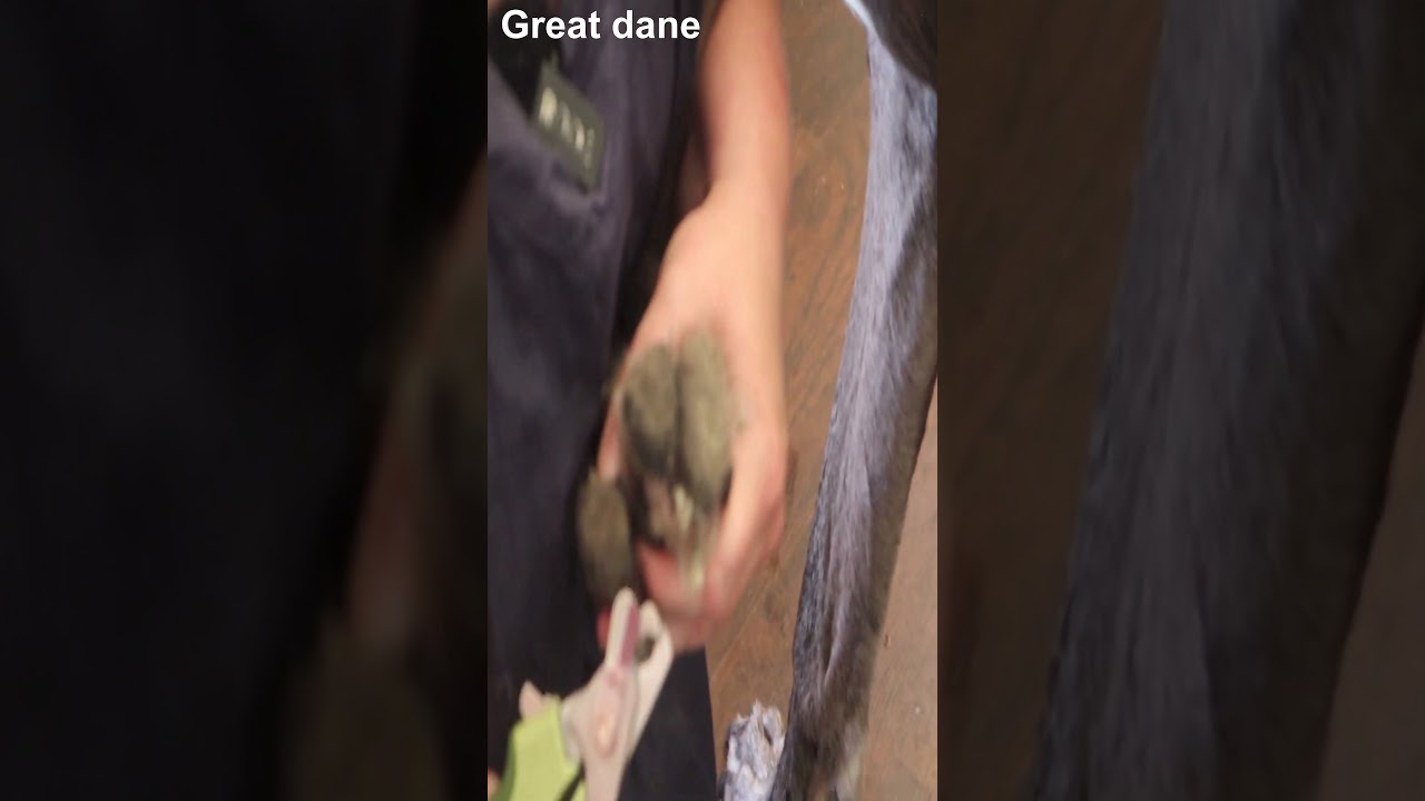 Dog's precise nail cutting