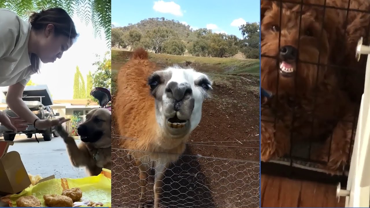 Pets Being Absolutely Hilarious! 🐶😹 You Won't Stop Laughing! Part 3