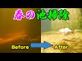 春の池掃除