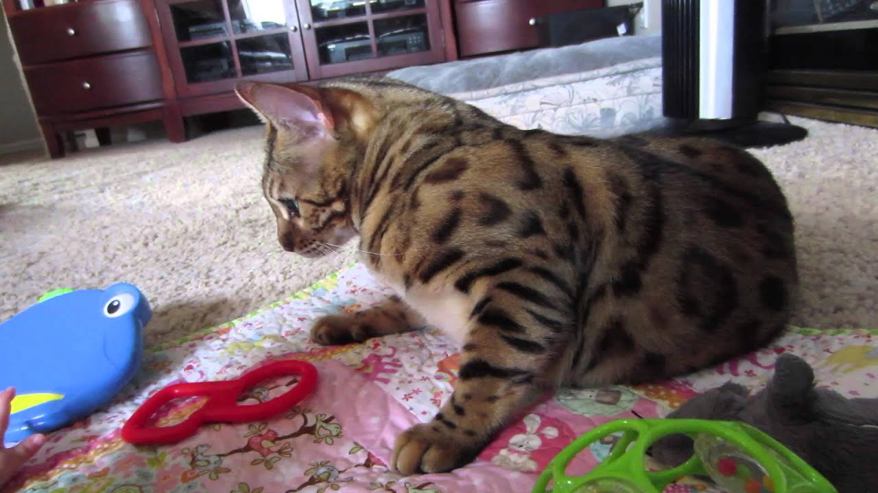 DON'T HIT THE DOG - Vlog #437 - YouTube