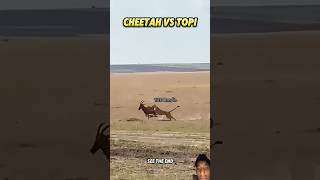 Cheetah Speed Vs Topi Speed