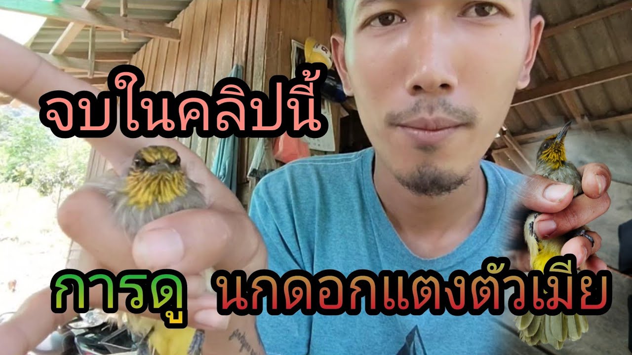 วิธีดูนกดอกแตงตัวเมีย /คนรักนกดอกแตงวิถีเด็กใต้ / 22/ เม.ย/2564