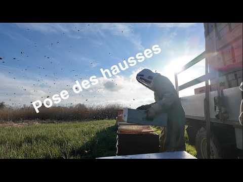 Pose des hausses 3 avril 2026