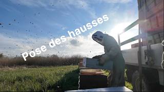 Pose des hausses 3 avril 2026