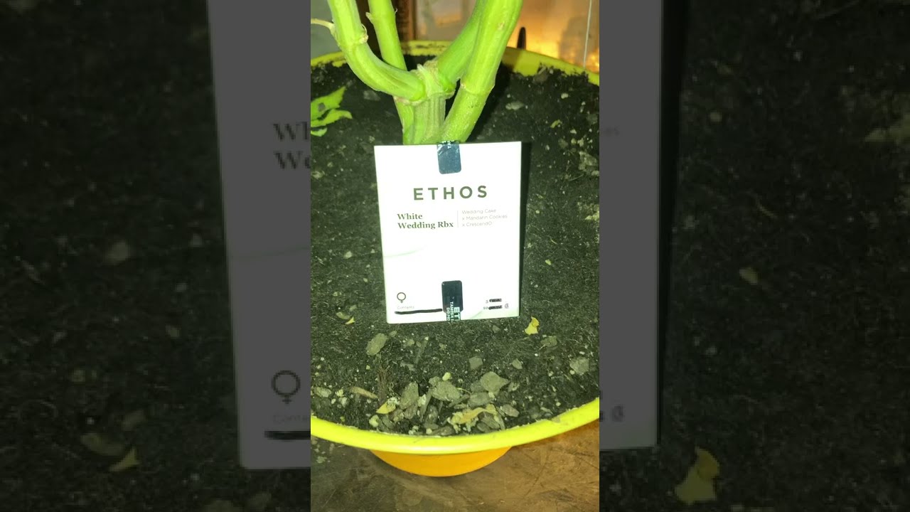 Ethos Genetics - White Wedding RBX Pre Harvest Video, Day 63 Flower